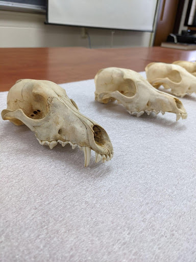 skulls