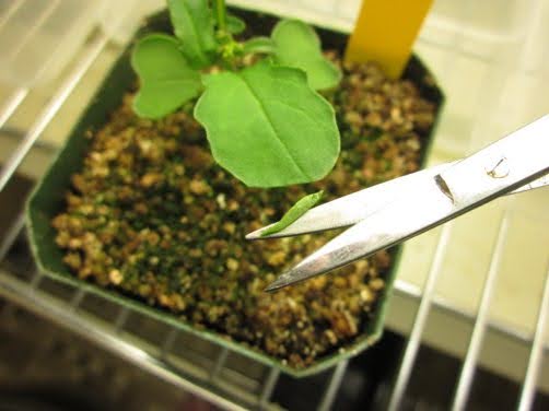plant cutting