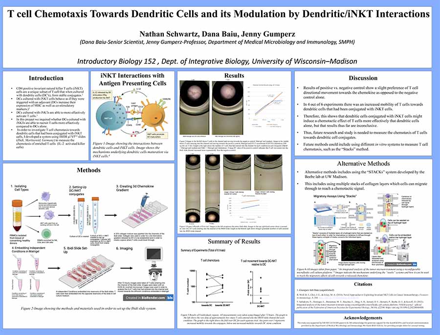 Sample poster from a Biology 152 student.