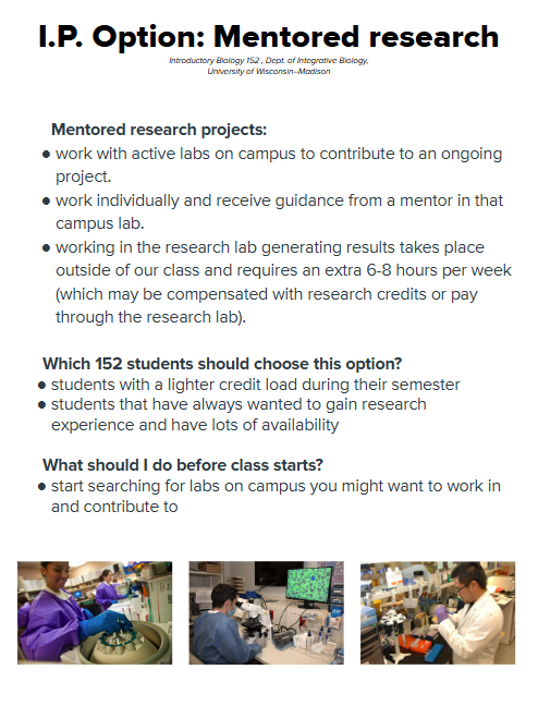 flyer/infographic showing more details about the Mentored Research IP option.